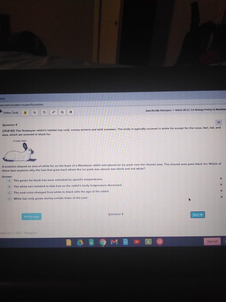 ence-
nce.com/student/studentformative/
Online Tools
Juan Bonilla Velasquez > Nimitz 20-21: CA Biology ProSyn & Mutation=
Question 9
(2018 6D) The Himalayan rabbit's habitat has cold, snowy winters and mild summers. The body is typically covered in white fur except for the nose, feet, tail, and
ears, which are covered in black fur.
Himalavan Rater
A scientist shaved an area of white fur on the back of a Himalayan rabbit and placed an ice pack over the shaved area. The shaved area grew black fur. Which of
these best explains why the hair that grew back where the ice pack was placed was black and not white?
Answer
A
The genes for black hair were activated by specific temperatures.
B
The white hair mutated to blak hair as the rabbit's body temperature decreased.
The coat color changed from white to black with the age of the rabbit.
D White hair only grows during certain times of the year.
+ Previous
Question 9
Next
ngies Inc 2021- Edugence
Sign out
