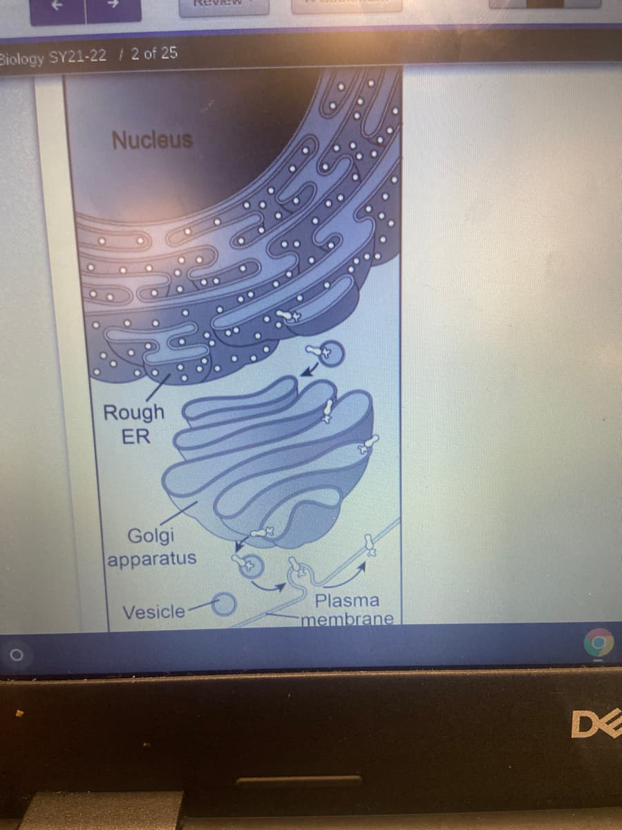 Revien
Biology SY21-22 / 2 of 25
Nucleus
Rough
ER
Golgi
apparatus
Plasma
membrane
Vesicle
DE
