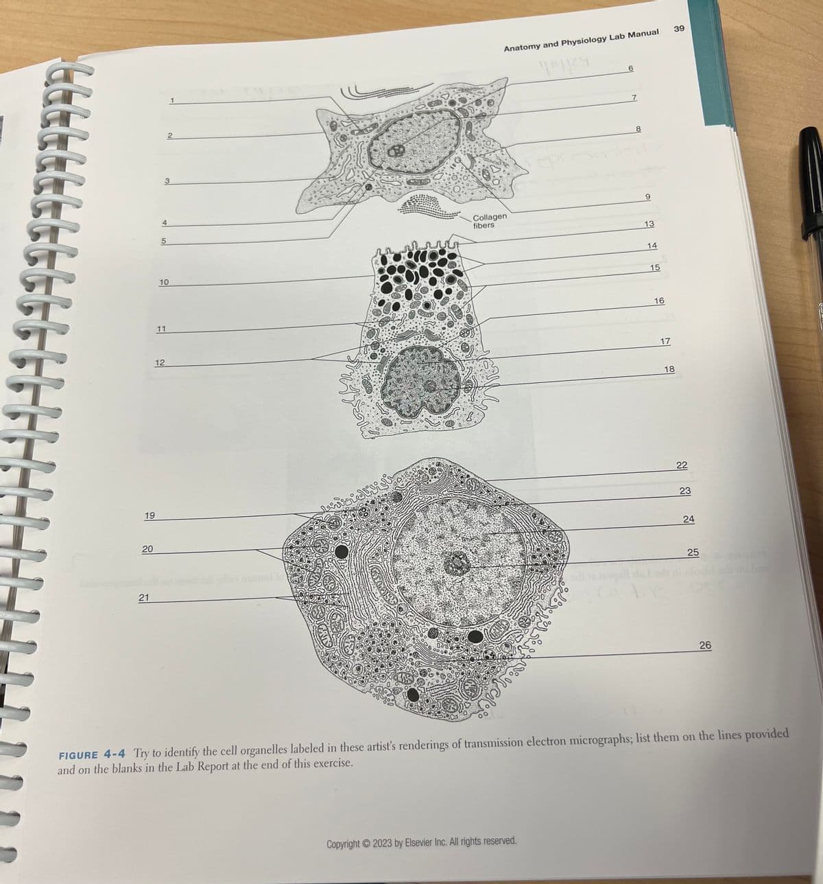 MAEKANENACFF
19
20
21
3
4
5
10
11
2
12
1
4707
ווער
Anatomy and Physiology Lab Manual
Collagen
fibers
Kகலி
MKS
Copyright © 2023 by Elsevier Inc. All rights reserved.
ERO Uhes
6
7
8
13
14
15
16
CA AY
17
39
18
22
23
24
25
26
FIGURE 4-4 Try to identify the cell organelles labeled in these artist's renderings of transmission electron micrographs; list them on the lines provided
and on the blanks in the Lab Report at the end of this exercise.