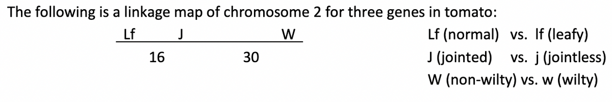 The following is a linkage map of chromosome 2 for three genes in tomato:
Lf
J
W
16
30
Lf (normal) vs. If (leafy)
J (jointed) vs. j (jointless)
W (non-wilty) vs. w (wilty)