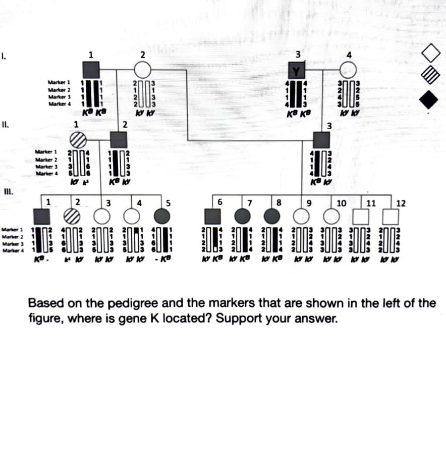 I.
1
2
4
Marker 1 1
Marker 2 1
Marker 3
Marker 4
KB KB
II.
1
2
Marker 1
Marker 2
Marker 3
3
Marker 4
K®
II.
1
5
6 7 8
10
11
12
Marker 1
Marker 2
Marker 3 1
Marker 4
Based on the pedigree and the markers that are shown in the left of the
figure, where is gene K located? Support your answer.
3.
3.
2122
1133
3.
