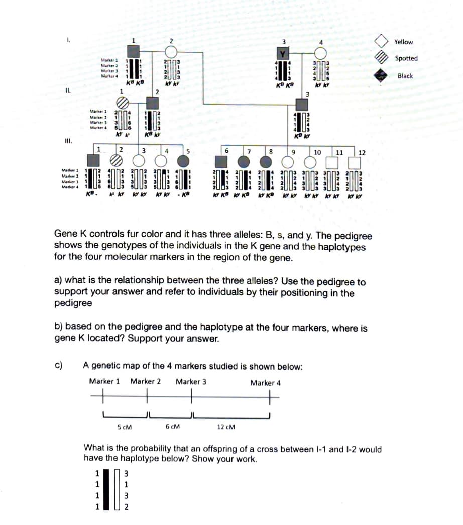 Yellow
Spotted
Marker 1
Marker 2
Marker 3
Marker 4
Black
K8 KB
KE KB
I.
Marker 1
Marker 2
Marker3
Marker
KB k
III.
1
7
8.
10
11
12
Marker 1
Marker 2
Marker 3
Marker 4
KB.
-KB
Gene K controls fur color and it has three alleles: B, s, and y. The pedigree
shows the genotypes of the individuals in the K gene and the haplotypes
for the four molecular markers in the region of the gene.
a) what is the relationship between the three alleles? Use the pedigree to
support your answer and refer to individuals by their positioning in the
pedigree
b) based on the pedigree and the haplotype at the four markers, where is
gene K located? Support your answer.
c)
A genetic map of the 4 markers studied is shown below:
Marker 1
Marker 2
Marker 3
Marker 4
JU
5 cM
6 cM
12 cM
What is the probability that an offspring of a cross between l-1 and I-2 would
have the haplotype below? Show your work.
3
1
1
1
1
