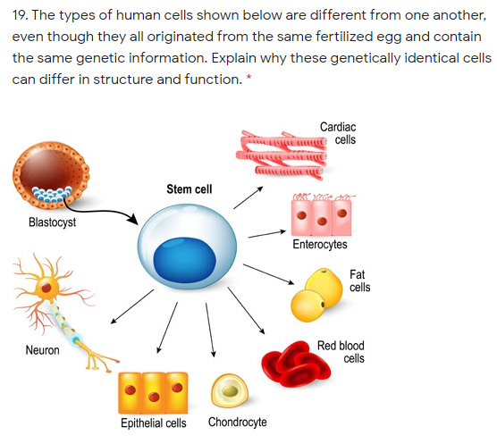 19. The types of human cells shown below are different from one another,
even though they all originated from the same fertilized egg and contain
the same genetic information. Explain why these genetically identical cells
can differ in structure and function. *
Cardiac
cells
Stem cell
Blastocyst
Enterocytes
Fat
cells
Neuron
Red blood
cells
Epithelial cells
Chondrocyte
