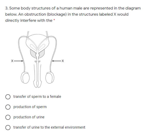 3. Some body structures of a human male are represented in the diagram
below. An obstruction (blockage) in the structures labeled X would
directly interfere with the *
transfer of sperm to a female
O production of sperm
O production of urine
O transfer of urine to the external environment
