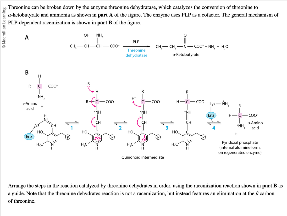 O Macmillan Learning
Threonine can be broken down by the enzyme threonine dehydratase, which catalyzes the conversion of threonine to
a-ketobutyrate and ammonia as shown in part A of the figure. The enzyme uses PLP as a cofactor. The general mechanism of
PLP-dependent racemization is shown in part B of the figure.
A
B
R- -C COO-
H
L-Amino
acid
Enz
+ NH3
Lys
+
H
‚N+
НО.
H₂C
CH
H
CH3-
11-
OH
CH-CH
-B
R
НО.
NH3
H₂C
+NH
-||
COO
COO
PLP
Threonine
dehydratase
1~
H+
HO
H₂C²
R
с
||
+NH
CH
CH₂ CH₂
COO
1/m
Quinonoid intermediate
a-Ketobutyrate
HO
R
H-C-COO-
H₂C
COO + NH, + H,O
+NH
||
CH
Lys-NH₂
Enz
R
H-C
+NH₂
3
COO-
D-Amino
acid
Pyridoxal phosphate
(internal aldimine form,
on regenerated enzyme)
Arrange the steps in the reaction catalyzed by threonine dehydrates in order, using the racemization reaction shown in part B as
a guide. Note that the threonine dehydrates reaction is not a racemization, but instead features an elimination at the ß carbon
of threonine.