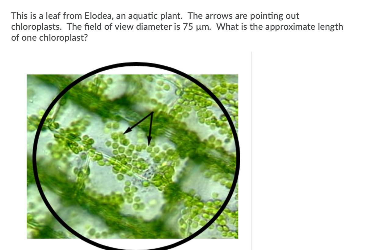 **Chloroplasts in Elodea Leaf**

This is a leaf from Elodea, an aquatic plant. The arrows in the image are pointing out chloroplasts, which are essential organelles responsible for photosynthesis. 

**Microscopic Observation**:
- The diameter of the field of view in the image is 75 µm (micrometers).

**Calculation Challenge**:
- What is the approximate length of one chloroplast?

**Explanation**:
In the provided image under the microscope, numerous green oval structures (chloroplasts) are visible within the cells of the Elodea leaf. Chloroplasts are the sites for photosynthesis where light energy is converted into chemical energy in the form of glucose.

To calculate the approximate length of one chloroplast, you can use the field of view diameter. Considering the diameter is 75 µm, and visually estimating how many chloroplasts fit along that diameter, you can calculate an approximate size for each chloroplast. 

For instance:
- If around 10 chloroplasts fit end to end across the field of view, then the length of one chloroplast would be about 75 µm / 10 = 7.5 µm. 

This approach helps provide a rough estimate for the size of the chloroplasts. Detailed and accurate measurements would require more precise and calibrated tools and techniques.