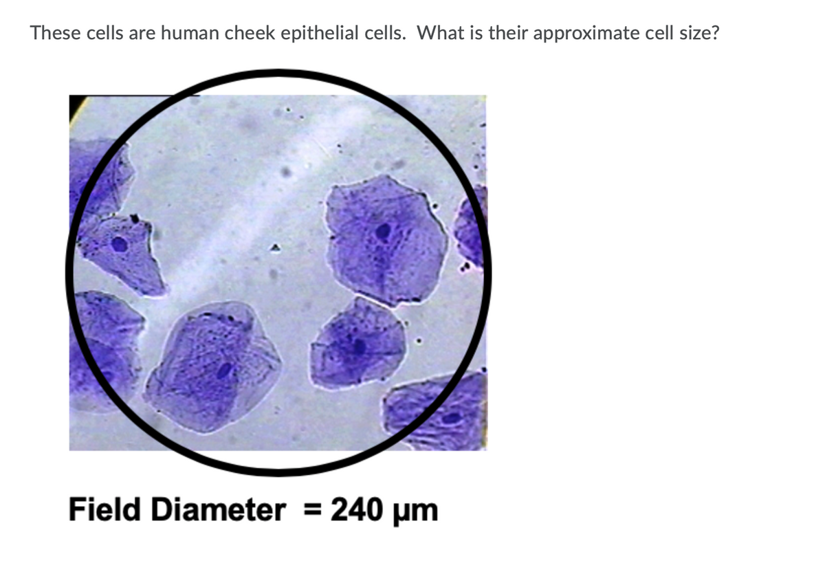 **Human Cheek Epithelial Cells: Size and Structure**

These cells are human cheek epithelial cells. What is their approximate cell size?

![Microscopic Image of Human Cheek Epithelial Cells]

In the microscopic image, several human cheek epithelial cells are visible. The image shows the cells stained to highlight their nuclei and cell boundaries. The cells appear approximately polygonal in shape with clearly defined edges.

The field diameter of the microscope view is given as 240 micrometers (µm). By comparing the size of the cells to this field diameter, it is possible to estimate their approximate size. Each cell spans approximately 1/3 to 1/4 of the field diameter, making the average size of these cells roughly around 60-80 µm in diameter.

Understanding the size and structure of cheek epithelial cells can facilitate studies in cell biology and the functions of epithelial tissues in the human body.