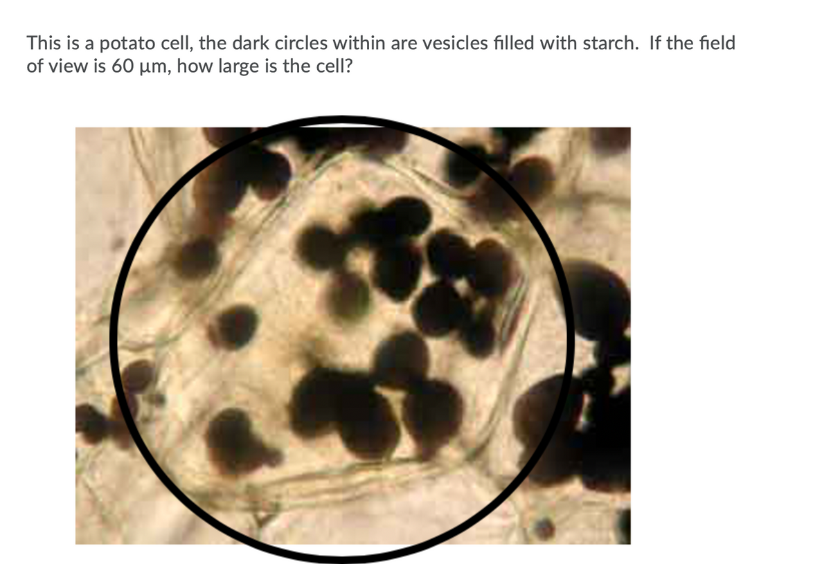 **Potato Cell Structure Observed Under Microscope**

This image shows a potato cell observed under a microscope. The dark circles within the cell are vesicles filled with starch. These starch vesicles are a common feature of potato cells, acting as storage for energy. 

The current magnification of the field of view is 60 µm (micrometers). 

**Question for Students:**
- If the field of view is 60 µm, how large is the cell?

**Diagram Explanation:**
The image displays multiple starch vesicles within the bounds of a single potato cell. These vesicles appear as dark, circular shapes against the lighter background of the cell's interior. The image provides a clear example of how starch is stored in plant cells, particularly in potatoes, which are known for their high starch content. 

By examining the field of view and the distribution of these vesicles, students can make estimations regarding the size of the cell and better understand the microscopic structure and function of plant cells.