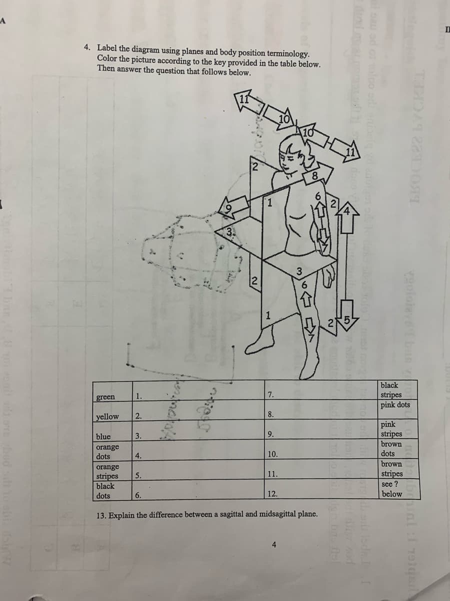 4. Label the diagram using planes and body position terminology.
Color the picture according to the key provided in the table below.
Then answer the question that follows below.
2
6.
black
7.
stripes
pink dots
1.
green
8.
yellow
2.
pink
stripes
brown
dots
blue
3.
9.
orange
dots
4.
10.
brown
orange
1.
stripes
stripes
black
5.
see ?
dots
6.
12.
below
13. Explain the difference between a sagittal and midsagittal plane.
4
goloievd1 bns
b er loda
di od
b fle
