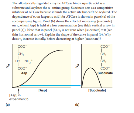 . The allosterically regulated enzyme ATCase binds aspartic acid as a
substrate and acylates the a-amino group. Succinate acts as a competitive
inhibitor of ATCase because it binds the active site but can't be acylated. The
dependence of vo on [aspartic acid] for ATCase is shown in panel (a) of the
accompanying figure. Panel (b) shows the effect of increasing [succinate]
on v, when [Asp] is held at a low concentration (see thick vertical arrow in
panel (a)). Note that in panel (b), vo is not zero when [succinate] =0 (see
thin horizontal arrow). Explain the shape of the curve in panel (b). Why
does v, increase initially, before decreasing at higher [succinate]?
Co0-
COO
CH2
CH,
HC -NH,
CH,
COO
COO
Asp
Succinate
[Asp)
[Succinate]
[Asp] in
experiment b
(a)
(b)
