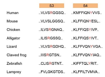 B3
B4
Human
.VLVSRGGSQ.. ..KMFFIQNYVvs..
Mouse
.VLVSLGGSQ..
.KLFFIQNYESL..
Chicken
.ILVSRGNAQ..
.KLFFIQSYIVP..
Alligator
.ILISRGSSQ..
.KLFFIQSYIVT..
Lizard
.VLVSRGDHQ.. .KLFFVQNYVGA..
Clawed frog
.IISRGTSN..
.KLFFVQNYIAQ..
Zebrafish
.CLISRGTNT..
.KIFFTQLYRIT..
Lamprey
.FVLGKGTDS..
.KLFFILTVMVA..
