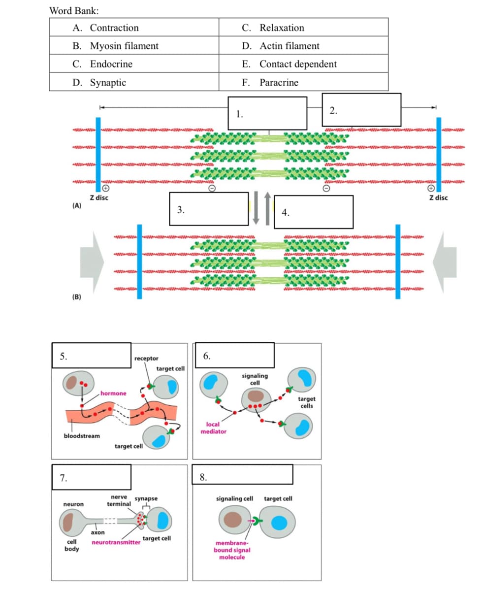 Word Bank:
A. Contraction
C. Relaxation
B. Myosin filament
D. Actin filament
C. Endocrine
E. Contact dependent
D. Synaptic
F. Paracrine
2.
1.
Z disc
Z disc
(A)
3.
4.
www.
www w
(B)
5.
6.
receptor
target cell
signaling
cell
hormone
target
cells
local
mediator
bloodstream
target cell
7.
8.
nerve
synapse
signaling cell
target cell
neuron
terminal
ахon
membrane-
bound signal
molecule
cell
neurotransmitter target cell
body
