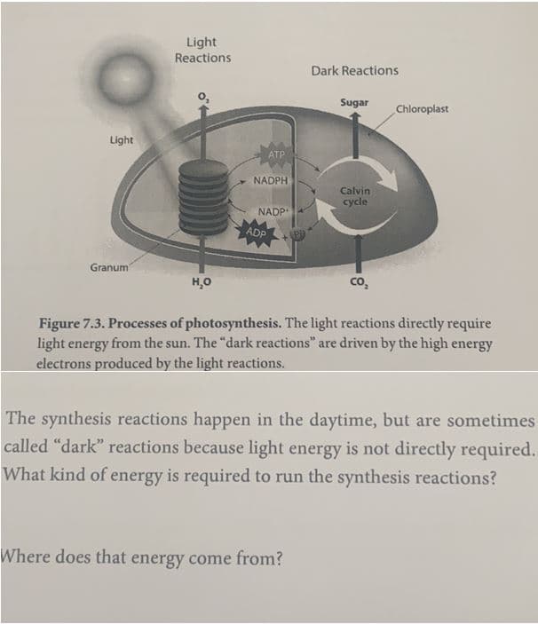 Light
Reactions
Dark Reactions
Sugar
Chloroplast
Light
ATP
NADPH
Calvin
cycle
NADP
ADP
Granum
co.
Figure 7.3. Processes of photosynthesis. The light reactions directly require
light energy from the sun. The "dark reactions" are driven by the high energy
electrons produced by the light reactions.
The synthesis reactions happen in the daytime, but are sometimes
called "dark" reactions because light energy is not directly required.
What kind of energy is required to run the synthesis reactions?
Where does that energy come from?
