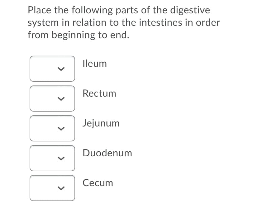 Place the following parts of the digestive
system in relation to the intestines in order
from beginning to end.
lleum
Rectum
Jejunum
Duodenum
Cecum
