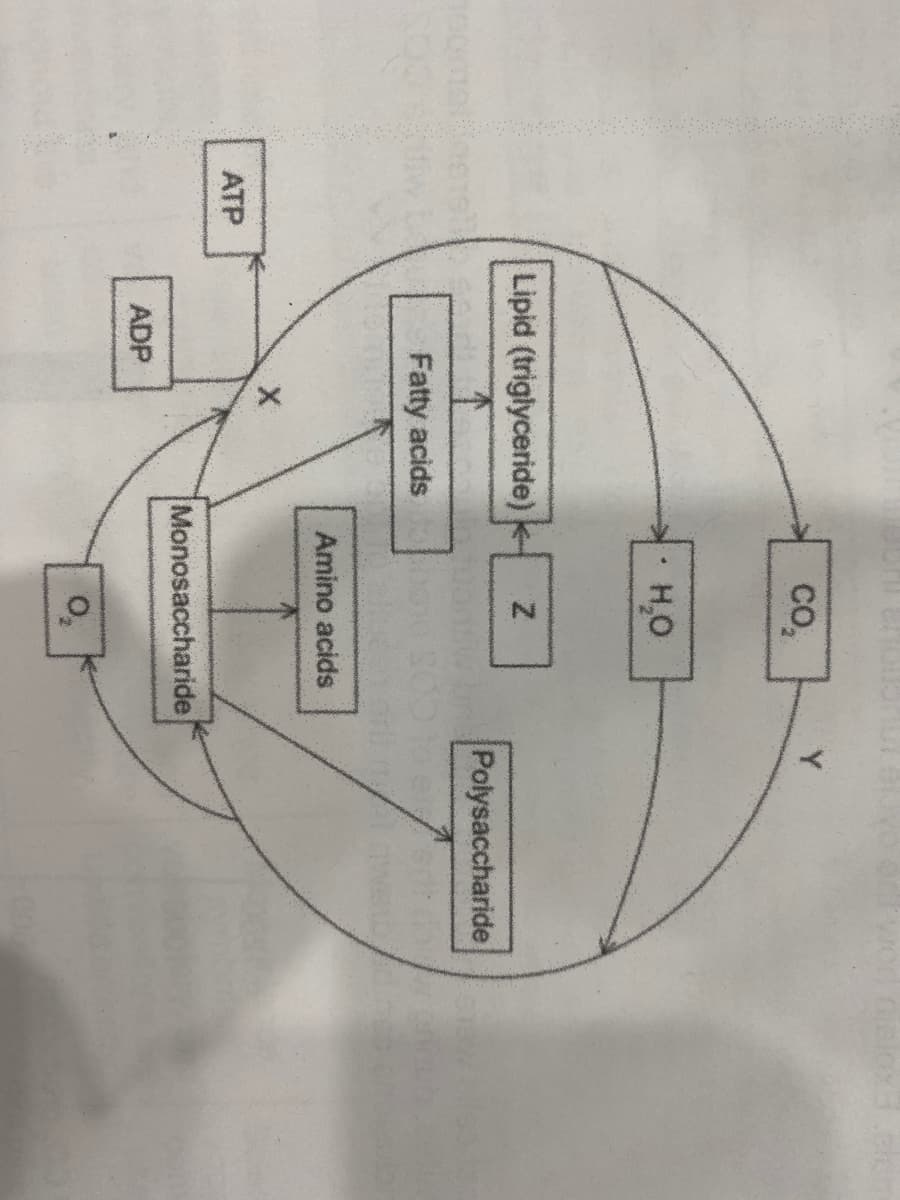 ATP
Lipid (triglyceride)
Fatty acids
ADP
CO₂
Y
H₂O
N
X
Amino acids
Monosaccharide
Polysaccharide