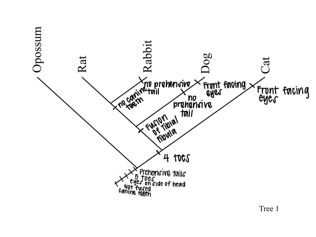 tno canine?
teetn
prehenvire,
tail
no
prehensive
tail
Front facing
eyer
Front facing
eyes
FUSion
Of Tilbial
Fibula
4 tOes
Prehonsive tails
5 toes
eyes on side of head
Npt fused
Canine teein
Tree 1
unssodo
Rat
Rabbit
Cat
