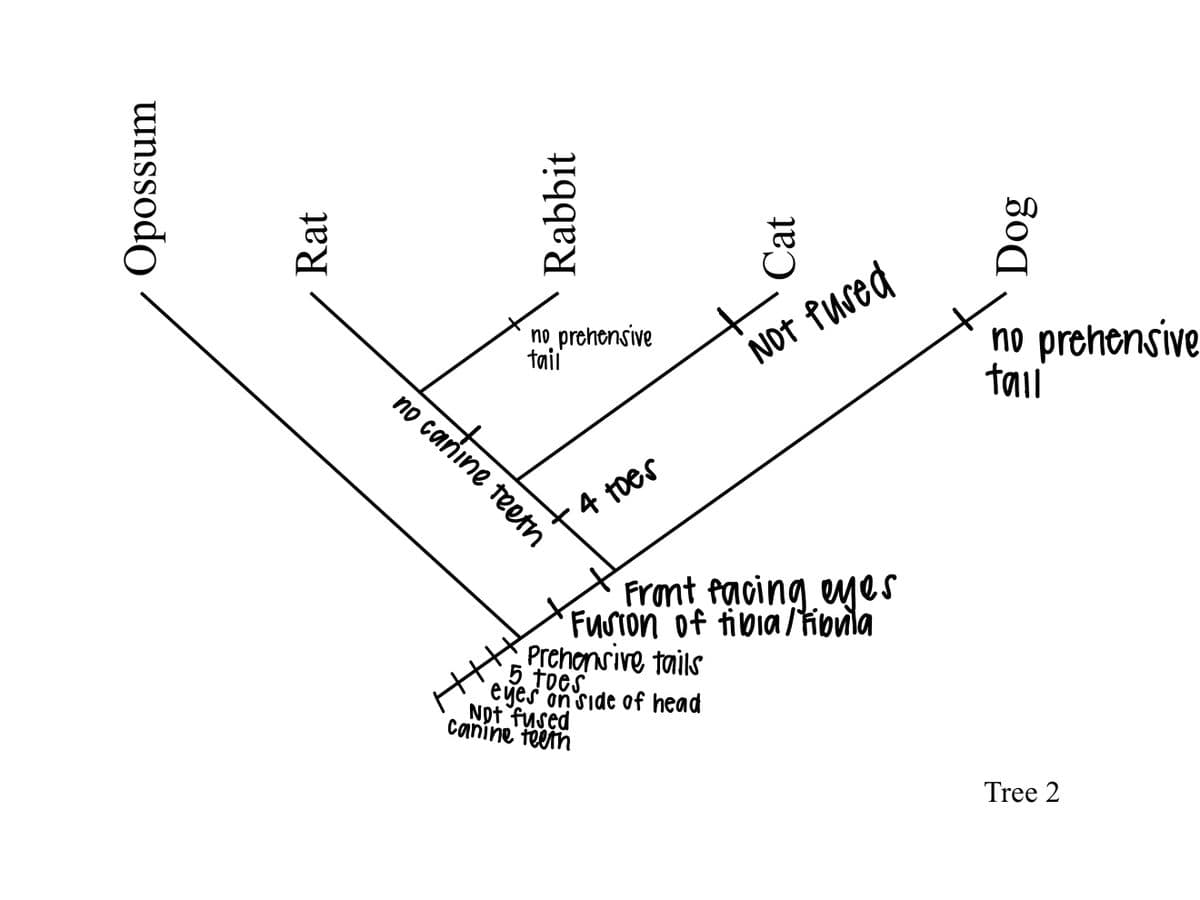 no prehensive
taii
NOt Pured
no prehensive
tail
no canine teetn
4 toes
Front facing eyes
FuSton of tibia /tiovila
Prehonsive tails
5 toes
eyes on side of head
Not fused
Canine teem
Tree 2
unssodo
Rat
Rabbit
Cat
Dog
