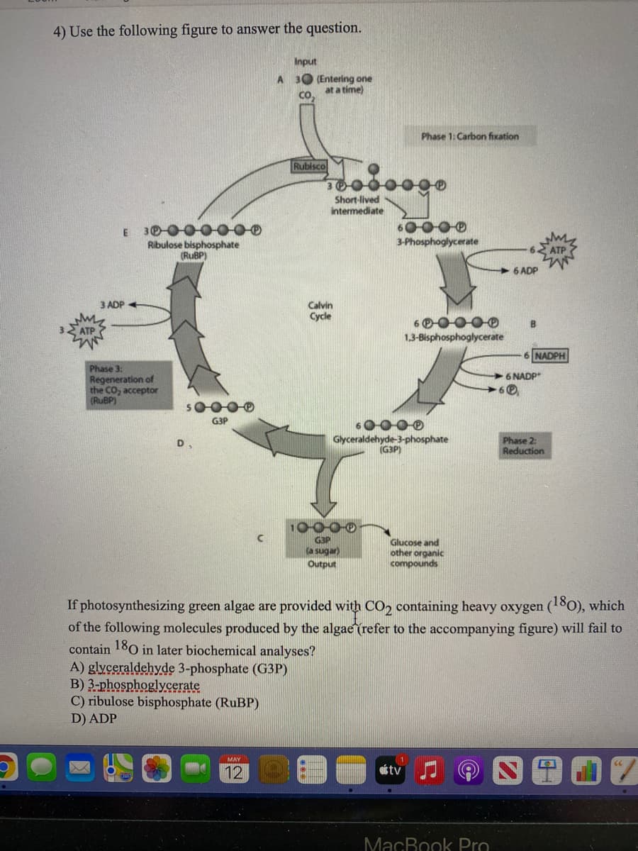 4) Use the following figure to answer the question.
Input
A 30 (Entering one
at a time)
CO.
Phase 1: Carbon fixation
Rubisco
Short-lived
intermediate
E 30-0-0-0000
Ribulose bisphosphate
(RUBP)
60-000
3-Phosphoglycerate
ATP
6 ADP
3 ADP +
Calvin
Cycle
60-0-000
13-Bisphosphoglycerate
B
32 ATP
NADPH
Phase 3:
Regeneration of
the CO, acceptor
(RUBP)
6 NADP
G3P
60000
Glyceraldehyde-3-phosphate
G3P)
Phase 2
Reduction
10000
G3P
(a sugar)
Output
Glucose and
other organic
compounds
If photosynthesizing green algae are provided with CO2 containing heavy oxygen (180), which
of the following molecules produced by the algae (refer to the accompanying figure) will fail to
contain 180 in later biochemical analyses?
A) glyceraldehyde 3-phosphate (G3P)
B) 3-phosphoglycerate
C) ribulose bisphosphate (RuBP)
D) ADP
MAY
12
ottv
MacBook Pro
