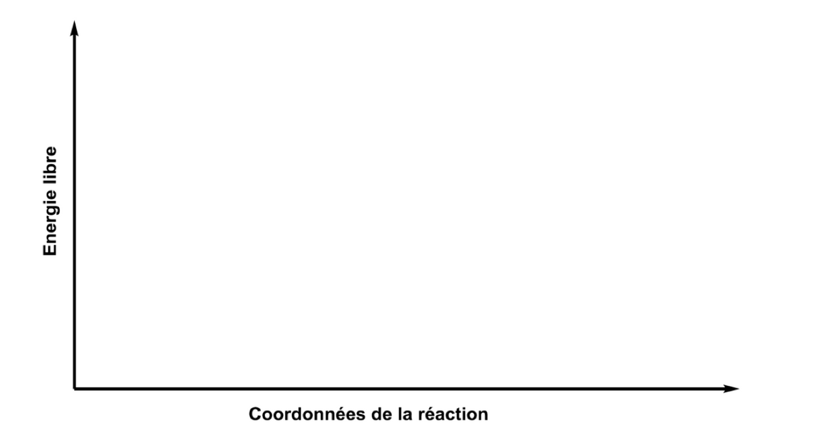 Energie libre
Coordonnées de la réaction