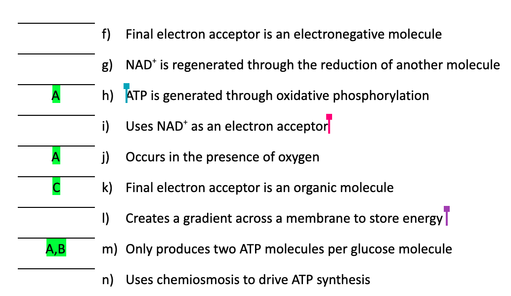 f) Final electron acceptor is an electronegative molecule
g) NAD* is regenerated through the reduction of another molecule
h) ATP is generated through oxidative phosphorylation
i) Uses NAD* as an electron acceptor|
i) Occurs in the presence of oxygen
k) Final electron acceptor is an organic molecule
I)
Creates a gradient across a membrane to store energy
А, В
m) Only produces two ATP molecules per glucose molecule
n) Uses chemiosmosis to drive ATP synthesis
