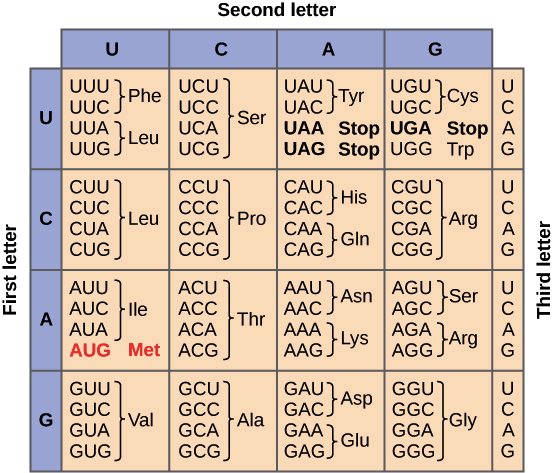 First letter
U
A
U
UUU
UUC.
UUA
UUG
CUU
CUC
CUA
CUG
-Phe
Leu
GUU
GUC
GUA
GUG
Leu
Second letter
Val
с
UCU
UCC
UCA
UCG
AUU
ACU
ACC
AUC lle
AUA
ACA
AUG Met ACG
CCU
CCC
CCA
CCG
GCU
GCC
GCA
GCG
Ser
-Pro
Thr
Ala
A
G
UAU
}Tyr UGU}Cys
UAC Tyr
J
UAA Stop UGA Stop
UAG Stop UGG
Trp
CAU
CAC J
CAA
CAG
-His
Gln
GAU
GACJ
CGU
CGC
CGA
CGG
ASP
GAA
GAG} Glu
Arg
GGU
GGC
GGA
GGG]
AAAsn AG Ser
AGA JArg G
AAA LYS
Lys
AAG
UCAG
Gly
MCAG
U
MCAG
MCAG
Third letter