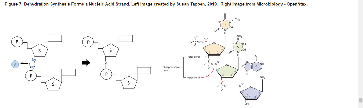 Figure 7: Dehydration Synthesis Forms a Nucleic Acid Strand. Left image created by Susan Tappen, 2018. Right image from Microbiology - OpenStax.
S
S
P
S
phosphodiester-
bond
-a-f-a-ç®
ester bond
ester bond
HN
-O-P-O-C5
ö
T ||
H
OH
-O-P-O
ő
CH
NH₂
OH
NH₂