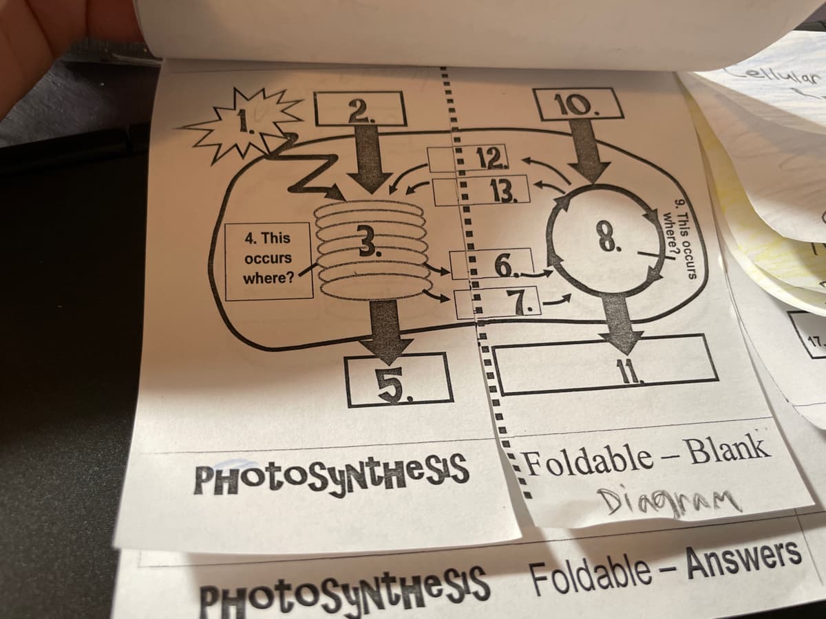 ellular
< 2.
10.
12.
13.
官
3.
8.
6.1
E7.-
4. This
occurs
where?
17,
Foldable-Blank
Diagram
PHOTOSYNTHESS
PHotoSYNtHeSs Foldable- Answers
9. This occurs
where?
