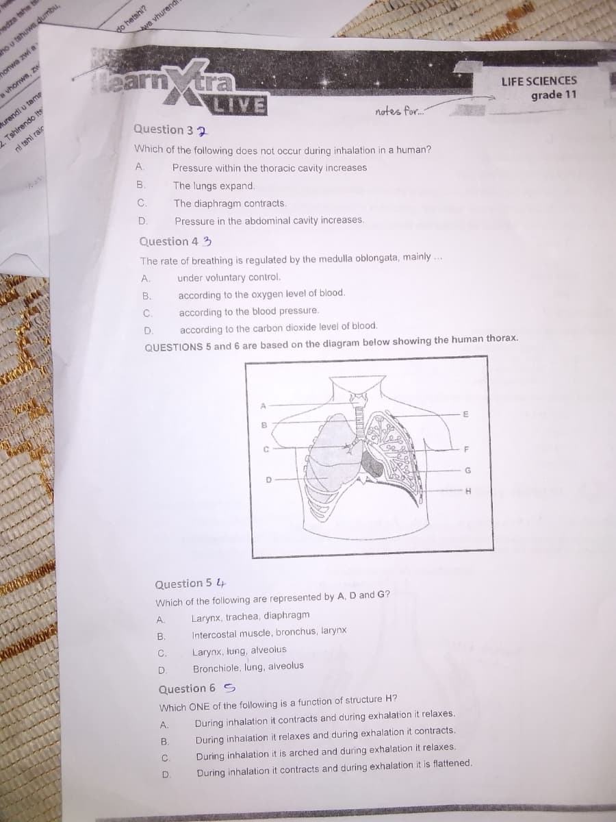 do hetshi?
wa vhurendi
edza tshe t
ho u tshuwa dumbu,
honwa zwi a
aarn tra
LIVE
a vhonws, zw
2. Tshirendo Its
ni tshi raie
Rurendi u tamP
Question 3
LIFE SCIENCES
notes for.
Which of the following does not occur during inhalation in a human?
grade 11
A.
Pressure within the thoracic cavity increases
B.
The lungs expand.
C.
The diaphragm contracts.
D.
Pressure in the abdominal cavity increases.
Question 4 3
The rate of breathing is regulated by the medulla oblongata, mainly ...
A.
under voluntary control.
В.
according to the oxygen level of blood.
according to the blood pressure.
D.
according to the carbon dioxide level of blood.
QUESTIONS 5 and 6 are based on the diagram below showing the human thorax.
B
C
F
G.
Question 5 4
Which of the following are represented by A, D and G?
A.
Larynx, trachea, diaphragm
В.
Intercostal muscle, bronchus, larynx
C.
Larynx, lung, alveolus
D.
Bronchiole, lung, alveolus
Question 6 s
Which ONE of the following is a function of structure H?
А.
During inhalation it contracts and during exhalation it relaxes.
B.
During inhalation it relaxes and during exhalation it contracts.
C.
During inhalation it is arched and during exhalation it relaxes.
During inhalation it contracts and during exhalation it is flattened.
