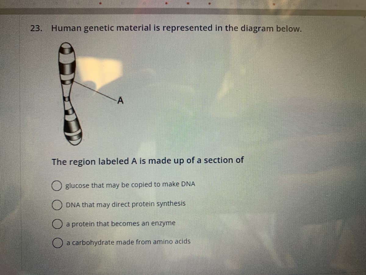 23. Human genetic material is represented in the diagram below.
The region labeled A is made up of a section of
O glucose that may be copied to make DNA
DNA that may direct protein synthesis
a protein that becomes an enzyme
a carbohydrate made from amino acids