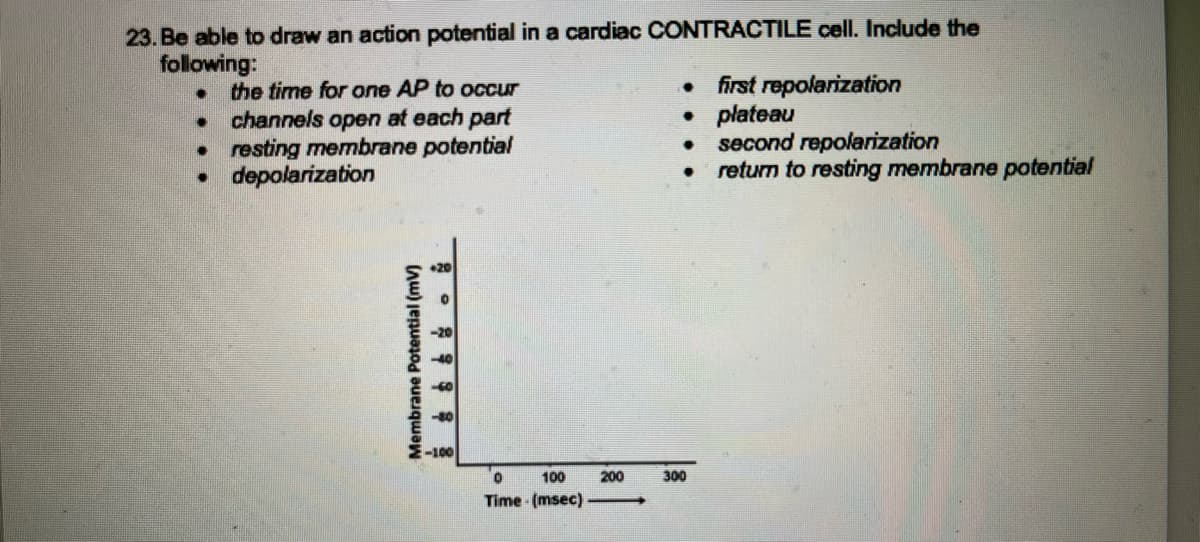 23. Be able to draw an action potential in a cardiac CONTRACTILE cell. Include the
following:
●
the time for one AP to occur
●
channels open at each part
• resting membrane potential
• depolarization
Membrane Potential (mv)
-60
-100
0
100
Time (msec)
200
.
• plateau
●
first repolarization
300
second repolarization
return to resting membrane potential