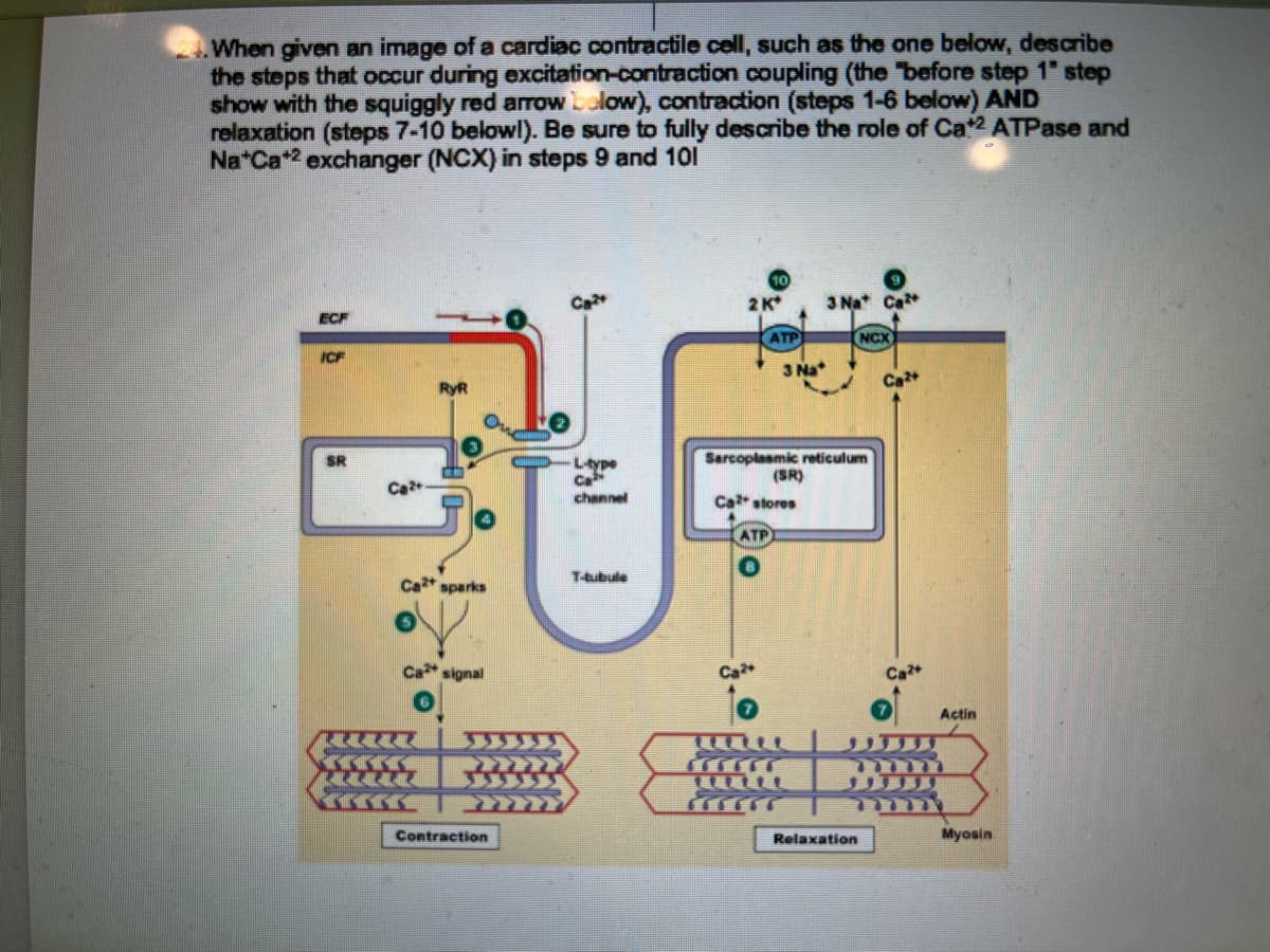 When given an image of a cardiac contractile cell, such as the one below, describe
the steps that occur during excitation-contraction coupling (the "before step 1" step
show with the squiggly red arrow below), contraction (steps 1-6 below) AND
relaxation (steps 7-10 belowl). Be sure to fully describe the role of Ca¹² ATPase and
Na+Ca+2 exchanger (NCX) in steps 9 and 101
ECF
ICF
SR
Ca2+
RyR
Cat sparks
Ca signal
Contraction
Ca
channel
T-tubule
2 K
ATP
ATP
3 Na
Ca²+
Sarcoplasmic reticulum
Cat stores
(SR)
3 Nat Ca
NCX
Relaxation
Ca2+
Actin
Myosin