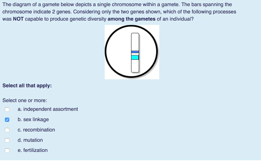 The diagram of a gamete below depicts a single chromosome within a gamete. The bars spanning the
chromosome indicate 2 genes. Considering only the two genes shown, which of the following processes
was NOT capable to produce genetic diversity among the gametes of an individual?
O
Select all that apply:
Select one or more:
✓
a. independent assortment
b. sex linkage
c. recombination
d. mutation
e. fertilization