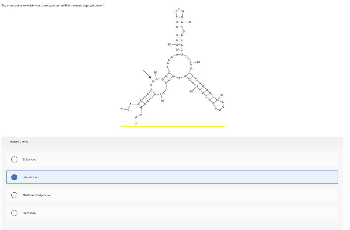 The arrow points to which type of structure on the RNA molecule depicted below?
Ú-À- 30
G-C
U-A
G-C
20一U-A
G-C
40
G-U.
10
60
50
70
5'–
3'
Multiple Choice
Bulge loop
Internal loop
Multibranched junction
Stem-loop
