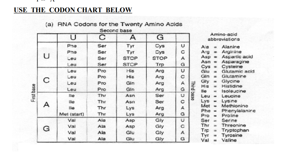 USE THE CODON CHART BELOW
First base
(a) RNA Codons for the Twenty Amino Acids
Second base
U
с
A
G
Phe
Ser
Cys
Pne
Ser
Cys
Ser
Leu
STOP
Leu
Ser
Trp
Leu
Pro
Arg
Arg
Leu
Arg
Leu
Leu
Arg
Ser
lle
Ser
lle
Arg
lle
Arg
Met (start)
Gly
Val
Gly
Val
Val
Gly
Val
Gly
D
с
G
Pro
Pro
Pro
Thr
Thr
Thr
Thr
Ala
Ala
Ala
Ala
Tyr
Tyr
STOP
STOP
His
His
Gin
Gin
Asn
Asn
Lys
Lys
Asp
Asp
Glu
Glu
DURGDOUAG
Third base
Amino-acid
abbreviations
= Alanine
= Arginine
Ala
Arg
Asp =
Asn =
Cys =
Glu
Aspartic acid
Asparagine
Cysteine
=
= Glutamic acid
Gin = Glutamine
Gly
Glycine
His
Histidine
lle
Isoleucine
Leucine
Leu -
Lys
Met
Lysine
Methionine
Phenylalanine
Phe
Pro
Ser -
Thr
Trp
Tyr
Val
Proline
Serine
Threonine
Tryptophan
= Tyrosine
= Valine