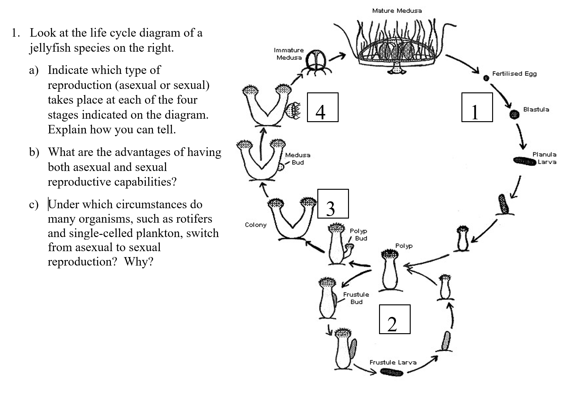 Mature Medusa
1. Look at the life cycle diagram of a
jellyfish species on the right.
Immature
Medusa
a) Indicate which type of
reproduction (asexual or sexual)
takes place at each of the four
stages indicated on the diagram.
Explain how you can tell.
Fertilised Egg
4
1
Blastula
b) What are the advantages of having
Medusa
Planula
- Bud
Larva
both asexual and sexual
reproductive capabilities?
c) Under which circumstances do
many organisms, such as rotifers
and single-celled plankton, switch
from asexual to sexual
3
Colony
Polyp
Bud
Polyp
reproduction? Why?
Frustule
Bud
Frustule Larva
