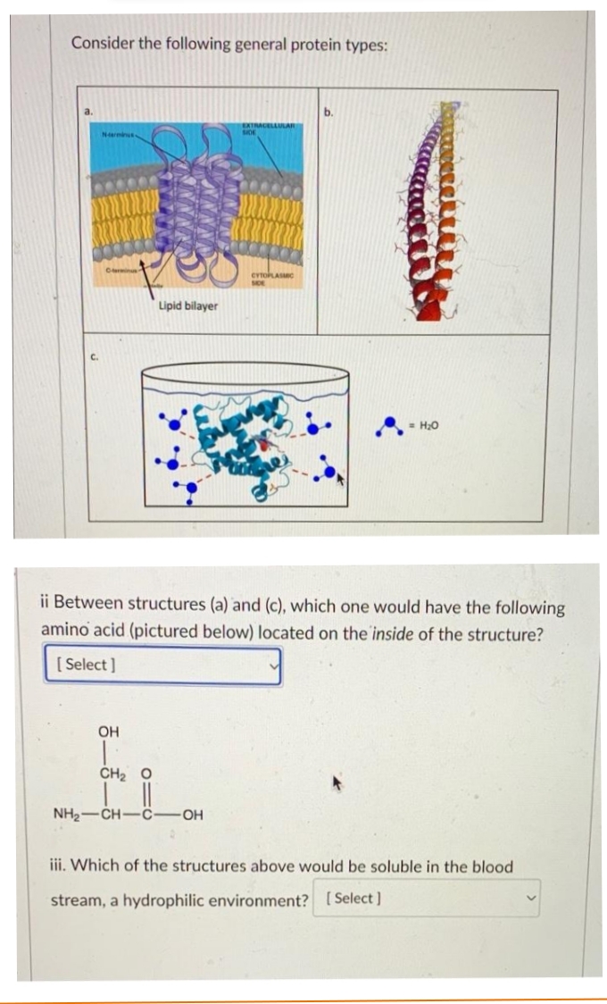 Consider the following general protein types:
a.
b.
Narminus
Lipid bilayer
= H;0
ii Between structures (a) and (c), which one would have the following
amino acid (pictured below) located on the inside of the structure?
[ Select ]
OH
CH2 O
NH2-CH-C
OH
iii. Which of the structures above would be soluble in the blood
stream, a hydrophilic environment? [ Select]
