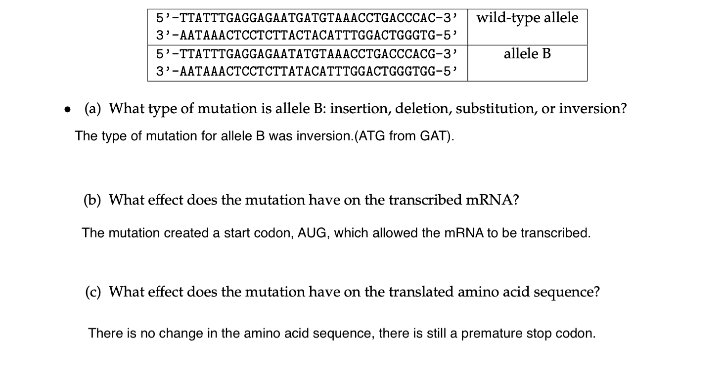 5'-TTATTTGAGGAGAATGATGTAAACCTGACCCAC-3’
wild-type allele
3'-ААТАААСТССТСТТАСТАСАТТTGGAСTGGGTG-5'
5'-TTATTTGAGGAGAATATGTAAACCTGACCCACG-3’
allele B
3'-ААТАААСТССТСТТАТАСАTTTGGACTGGGTGG-5'
• (a) What type of mutation is allele B: insertion, deletion, substitution, or inversion?
The type of mutation for allele B was inversion.(ATG from GAT).
(b) What effect does the mutation have on the transcribed mRNA?
The mutation created a start codon, AUG, which allowed the mRNA to be transcribed.
(c) What effect does the mutation have on the translated amino acid sequence?
There is no change in the amino acid sequence, there is still a premature stop codon.
