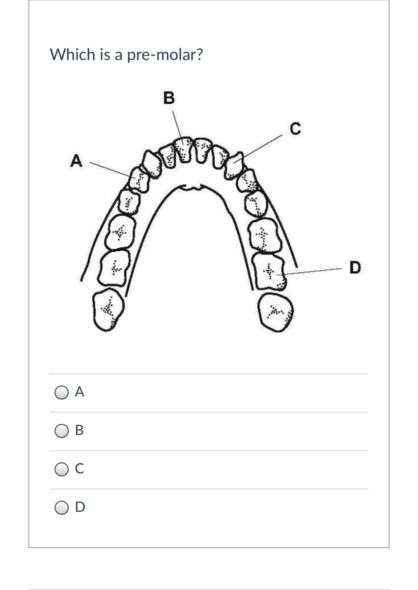 Which is a pre-molar?
B
A
D
