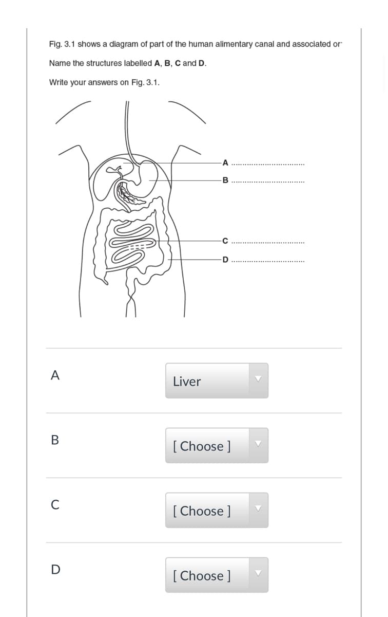 Fig. 3.1 shows a diagram of part of the human alimentary canal and associated or
Name the structures labelled A, B, C and D.
Write your answers on Fig. 3.1.
B
D
A
Liver
[ Choose ]
C
[ Choose ]
[ Choose ]
B.
