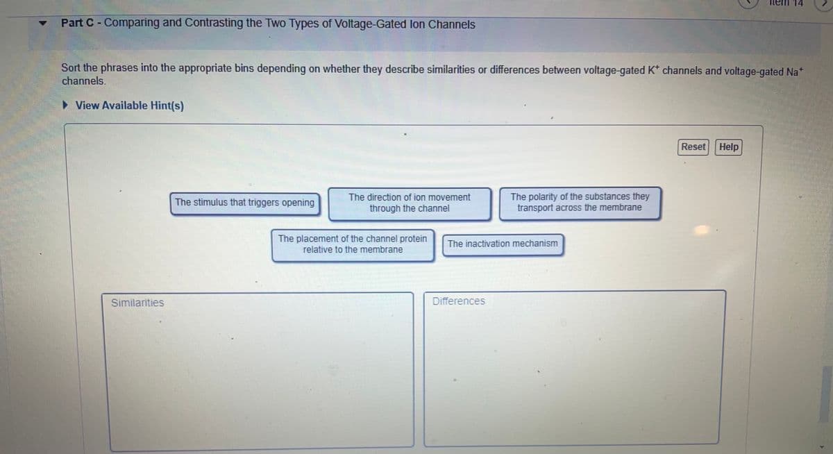 nem 14
Part C - Comparing and Contrasting the Two Types of Voltage-Gated Ion Channels
Sort the phrases into the appropriate bins depending on whether they describe similarities or differences between voltage-gated K* channels and voltage-gated Na+
channels.
► View Available Hint(s)
Reset Help
The stimulus that triggers opening
The direction of ion movement
through the channel
The polarity of the substances they
transport across the membrane
Similarities
The placement of the channel protein
relative to the membrane
The inactivation mechanism
Differences