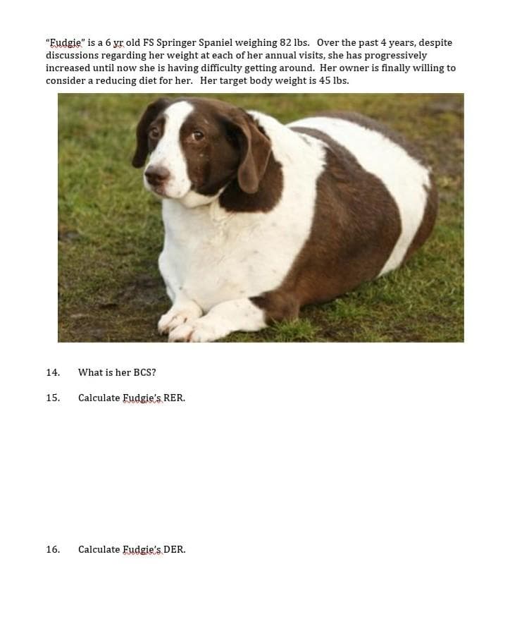 "Eudgie" is a 6 yr old FS Springer Spaniel weighing 82 lbs. Over the past 4 years, despite
discussions regarding her weight at each of her annual visits, she has progressively
increased until now she is having difficulty getting around. Her owner is finally willing to
consider a reducing diet for her. Her target body weight is 45 lbs.
14.
What is her BCS?
Calculate Fudgie's RER.
15.
16.
Calculate Fudgie's DER.
