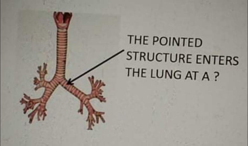 THE POINTED
STRUCTURE ENTERS
THE LUNG ATA?
