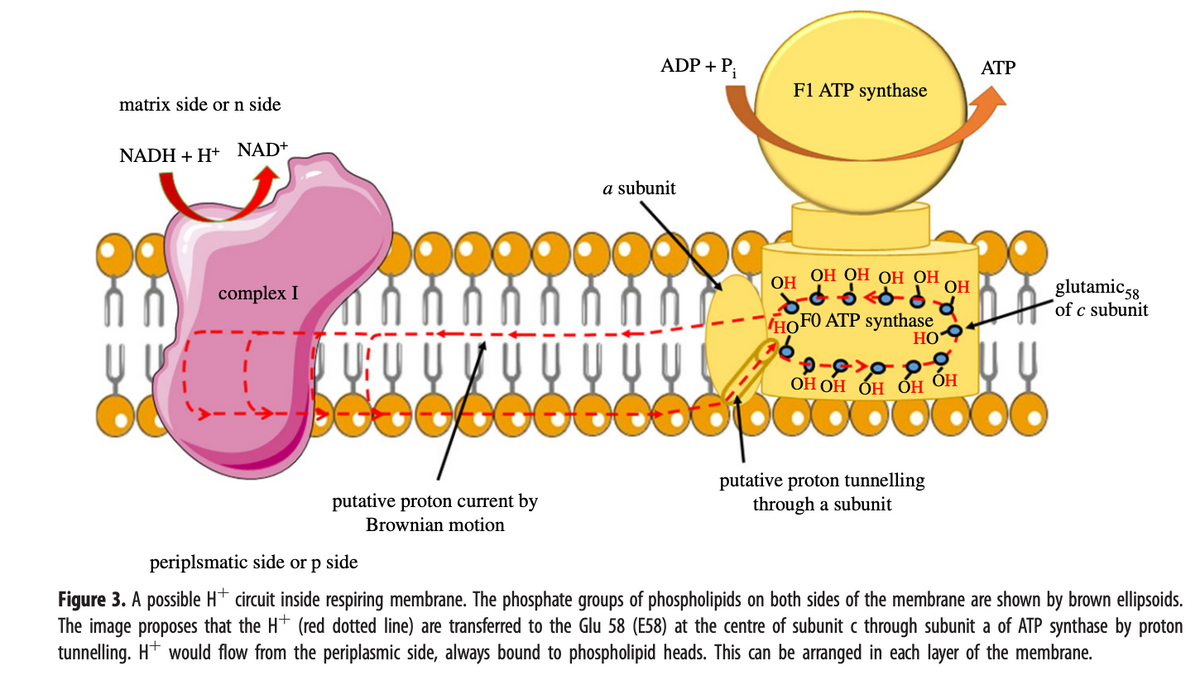 matrix side or n side
NADH+H+ NAD+
complex I
UU
booobe
putative proton current by
Brownian motion
ADP + Pi
a subunit
F1 ATP synthase
OH
HO
ОН ОН ОН ОН
FO ATP synthase
HO
OH
putative proton tunnelling
through a subunit
ATP
ОН ОН ОН ОН ОН
U U
o o o o o o o o o o o
glutamic 58
of c subunit
periplsmatic side or p side
Figure 3. A possible H+ circuit inside respiring membrane. The phosphate groups of phospholipids on both sides of the membrane are shown by brown ellipsoids.
The image proposes that the H+ (red dotted line) are transferred to the Glu 58 (E58) at the centre of subunit c through subunit a of ATP synthase by proton
tunnelling. H+ would flow from the periplasmic side, always bound to phospholipid heads. This can be arranged in each layer of the membrane.