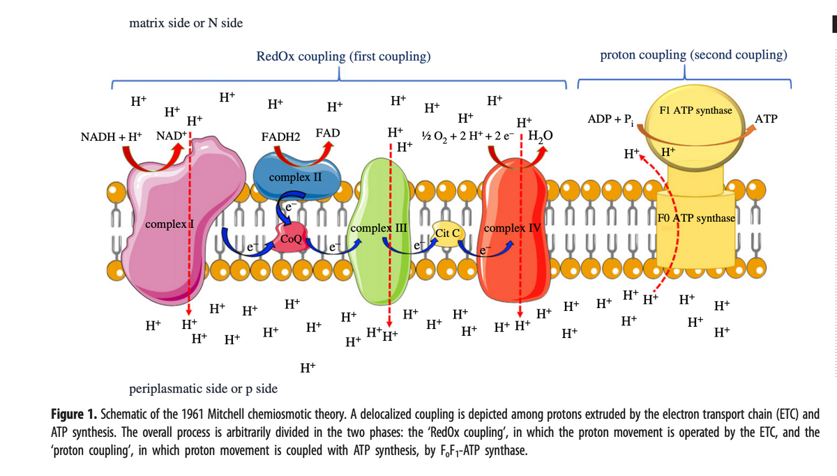 matrix side or N side
H+
NADH + H+
H+
NAD+1
H+
complex I
H+
H+
H+
H+
Redox coupling (first coupling)
H+ H+
H+
H+
FADH2
complex II
410 0 0 0 0
Wet CooWett
ooooooo
H+
H+
H+
FAD
H+
H+
H+
H+
complex III
H+
H+
! H+
H*H*
H+
non
Cit C
H+
H+
H+
1/2 O₂ + 2H+ + 2 e¯ | H₂O
DO
H+
H+
H+
H+
complex IV
H+ H+
H+
H+
proton coupling (second coupling)
H+
ADP + P₁
H+
DOOOOG
H+
F1 ATP synthase
H+
H+
H+
FO ATP synthase
H+
H+
H+
H+
H+
ATP
periplasmatic side or p side
Figure 1. Schematic of the 1961 Mitchell chemiosmotic theory. A delocalized coupling is depicted among protons extruded by the electron transport chain (ETC) and
ATP synthesis. The overall process is arbitrarily divided in the two phases: the 'RedOx coupling', in which the proton movement is operated by the ETC, and the
'proton coupling', in which proton movement is coupled with ATP synthesis, by F,F₁-ATP synthase.