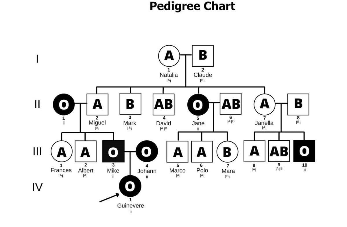 Pedigree Chart
|
A
В
Natalia
Claude
JAi
|Bi
II
A
AB
AB
A
3
6
JA |B
2
4
7
Janella
TAi
Miguel
Mark
|Bi
David
A IB
Jane
|Bi
ii
II
A A
AA
A AB
O
2
3
10
ii
1
7
8
JA IB
Polo
Ai
Frances
Albert
Mike
Johann
Marco
Mara
JAi
ii
ii
|Bi
IV
1
Guinevere
ii
