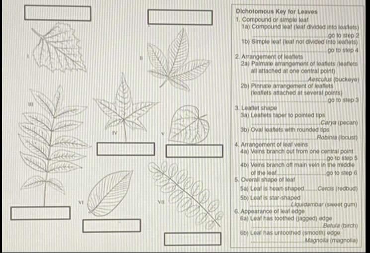 Dlchotomous Key for Leaves
1. Compound or simplo loaf
1a) Compound leat (leaf divided into loaflets)
go to step 2
1b) Simple leaf (loat not divided into leanets)
go to step 4
2. Arrangement of leatlets
2a) Palmate arrangement of leaflets (leaflets
all attached at one central point)
Aesculus (buckeye)
2b) Pinnate arrangement of leaflets
(leaflets attached at several points)
go to step 3
3. Leaflet shape
3a) Leallets taper to pointed tips
Carya (pecan)
3b) Oval loaflots with rounded tips
Robinia (locust)
4. Arrangement of leat veins
4a) Voins branch out from one central point
go to step 5
4b) Voins branch off main vein in the middle
of the leat.
5. Overall shapo of leaf
Sa) Leat is heart-shaped.
go to step 6
Cercis (rodbud)
5b) Leaf is star-shaped
Liquidambar (sweet gum)
6. Appearance of leat edge
6a) Leaf has toothed (jagged) edge
Betula (birch)
6b) Leaf has untoothed (smooth) edge
Magnolla (magnolla)
