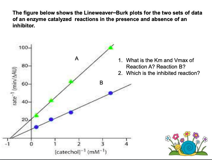 The figure below shows the Lineweaver-Burk plots for the two sets of data
of an enzyme catalyzed reactions in the presence and absence of an
inhibitor.
100-
1. What is the Km and Vmax of
80-
Reaction A? Reaction B?
2. Which is the inhibited reaction?
60-
в
40-
20,
-1
3
[catecholj (mM)
rate (min/AAU)
