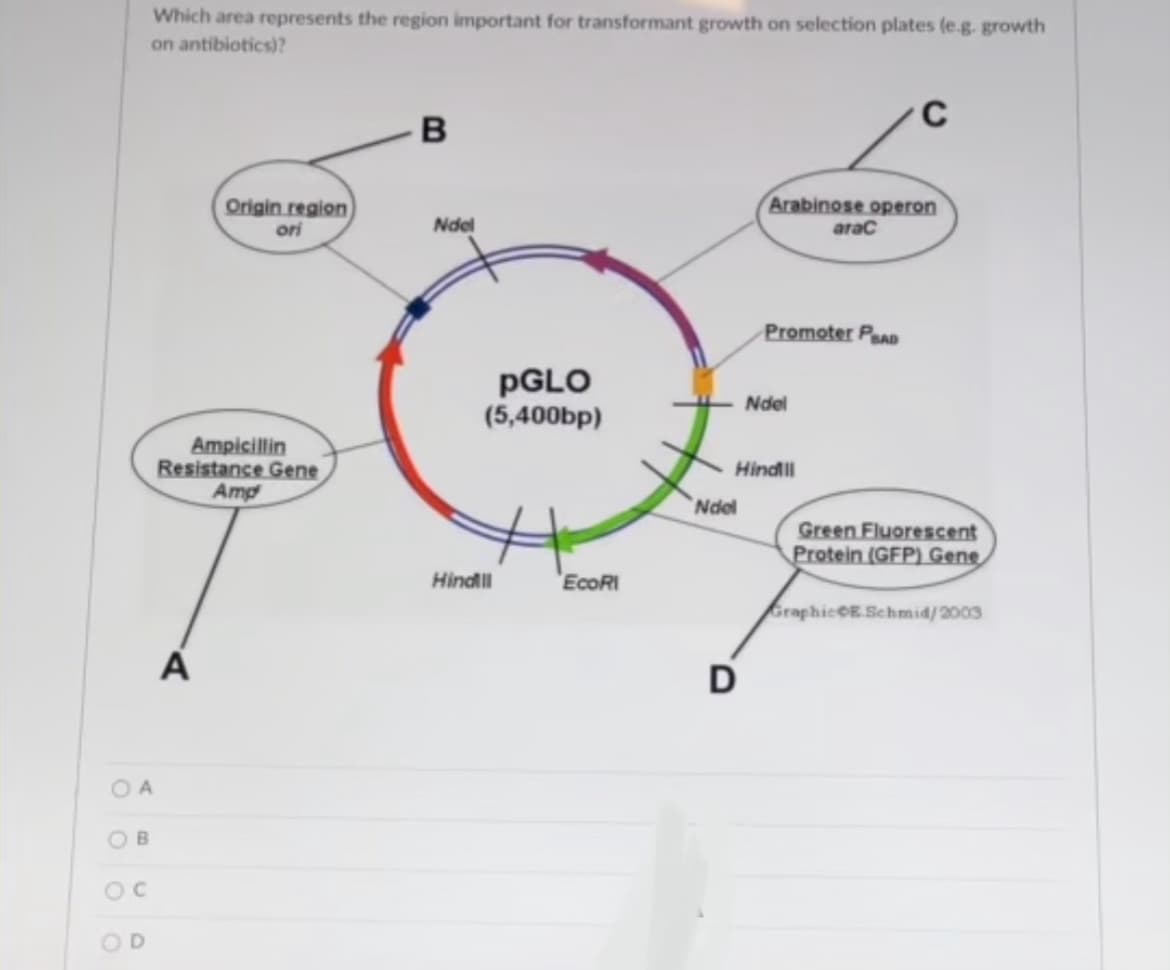 Which area represents the region important for transformant growth on selection plates (e.g. growth
on antibiotics)?
Origin region
Arabinose operon
ori
Ndel
arac
Promoter PeAD
PGLO
(5,400bp)
Ndel
Ampicillin
Resistance Gene
Amp
Hindlll
Ndel
Green Fluorescent
Protein (GFP) Gene
Hindil
'ECORI
fraphicoE.Schmid/2003
D
O A
OB
OC
OD
