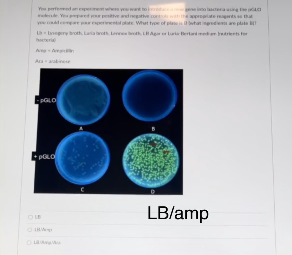 You performed an experiment where you want to introduce a new gene into bacteria using the pGLO
molecule. You prepared your positive and negative controls with the appropriate reagents so that
you could compare your experimental plate. What type of plate is B (what ingredients are plate B)?
Lb - Lysogeny broth, Luria broth, Lennox broth, LB Agar or Luria-Bertani medium (nutrients for
bacteria)
Amp Ampicillin
Ara - arabinose
-PGLO
• PGLO
C
LB/amp
O LB
O LB/Amp
O LB/Amp/Ara
