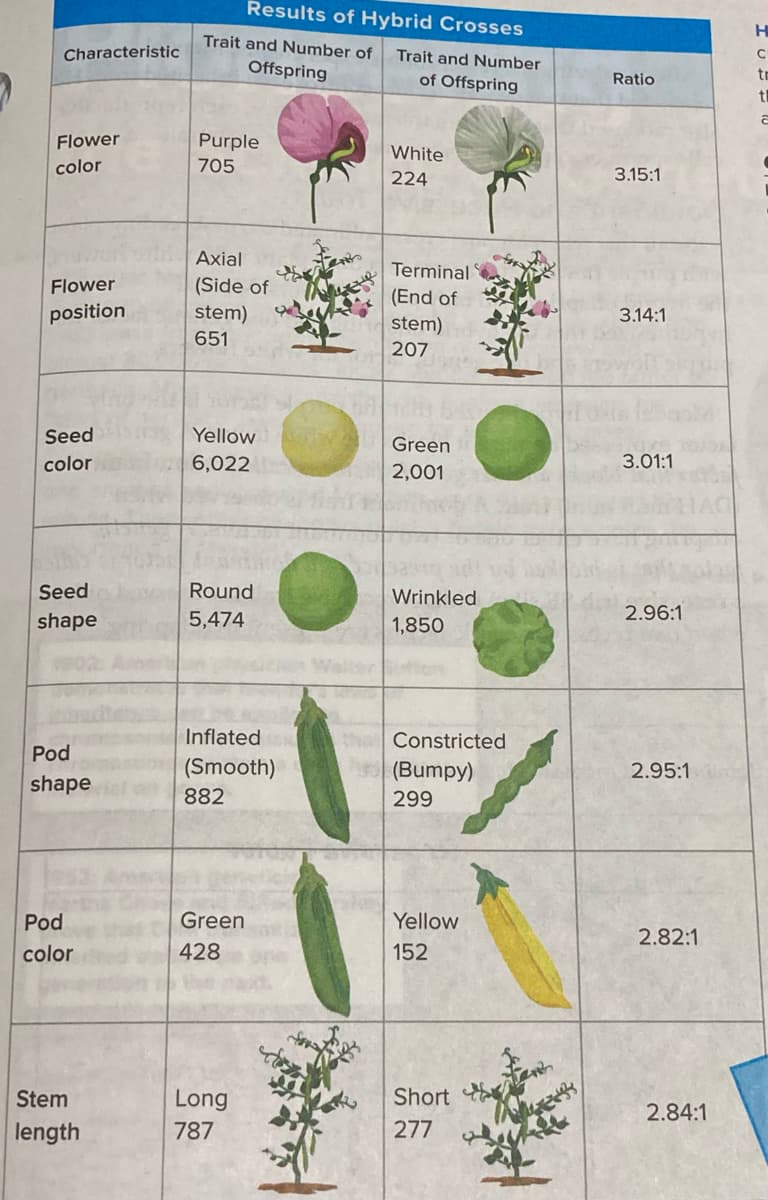 Results of Hybrid Crosses
Trait and Number of
Characteristic
Trait and Number
of Offspring
Offspring
Ratio
tr
tl
Flower
Purple
White
color
705
224
3.15:1
Axial
Terminal
(Side of
stem)
Flower
(End of
position
3.14:1
stem)
207
651
Seed
Yellow
Green
color
6,022
3.01:1
2,001
Seed
Round
Wrinkled
shape
5,474
1,850
2.96:1
Inflated
Constricted
Pod
(Smooth)
(Bumpy)
2.95:1
shape
882
299
Pod
Green
Yellow
2.82:1
color
428
152
Stem
Long
Short
2.84:1
length
787
277
